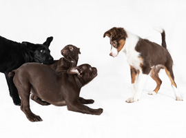 Die Welpengruppe für Hundewelpen in der Hundeschule. Die Welpengruppe für Hundewelpen in der Hundeschule.