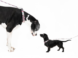 Das Begegnungstraining für alle Hunde. Das Begegnungstraining für alle Hunde.