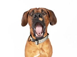 Spezielles Einzeltraining für Ihren Hund. Spezielles Einzeltraining für Ihren Hund.