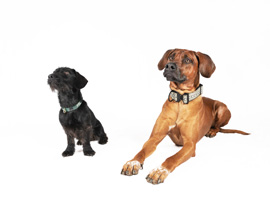 Benimm Dich Training für den Hund. Benimm Dich Training für den Hund.