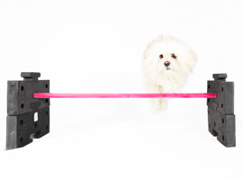 Agility for Fun für bewegungsfreudige Hunde. Agility for Fun für bewegungsfreudige Hunde.