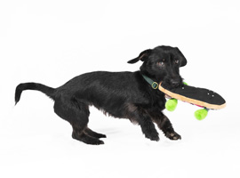 Im Apportierclub lernen Sie Grundlagen des Apportierens. Im Apportierclub lernen Sie Grundlagen des Apportierens.