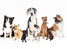 Kaufberatung - Welcher Hund passt zu Dir? Kaufberatung - Welcher Hund passt zu Dir?