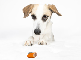Anti-Giftköder-Training für einen sorgenfreien Spaziergang. Anti-Giftköder-Training für einen sorgenfreien Spaziergang.