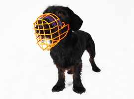 Beim Maulkorbtraining, den Hund an den Maulkorb gewöhnen. Beim Maulkorbtraining, den Hund an den Maulkorb gewöhnen.