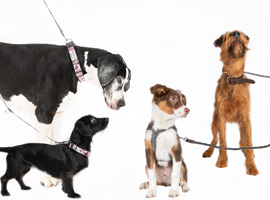 Sozialisierungspaziergang mit anderen Hunden. Sozialisierungspaziergang mit anderen Hunden.