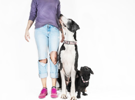 Wie der Hundeführer und der Hund als Team interagiert. Wie der Hundeführer und der Hund als Team interagiert.