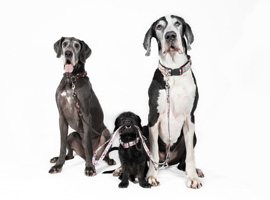 Leinenführung - Training für deinen Hund, an der Leine zu laufen. Leinenführung - Training für deinen Hund, an der Leine zu laufen.