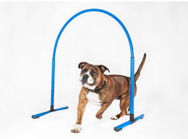 Beim Hoopers wird Dein Hund von Dir durch einen Parcours geführt. Beim Hoopers wird Dein Hund von Dir durch einen Parcours geführt.