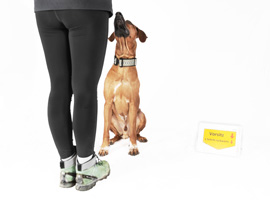 Rally Obedience steht für Kommunikation und partnerschaftliche Zusammenarbeit zwischen Mensch und Hund.