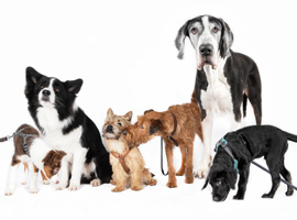 Abenteuerspaziergang mit dem Hund mit vielen Ideen, die den Spaziergang interessanter machen. Abenteuerspaziergang mit dem Hund mit vielen Ideen, die den Spaziergang interessanter machen.