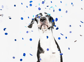 Deutsche Doggen sind hervorragende Wachhunde. Deutsche Doggen sind hervorragende Wachhunde.