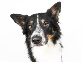 Wuselige Hunde, Stress und Angst sind häufige Gründe für Unruhe. Wuselige Hunde, Stress und Angst sind häufige Gründe für Unruhe.