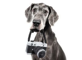 Andrea Müller - Fotografin speziell für Hunde. Andrea Müller - Fotografin speziell für Hunde.